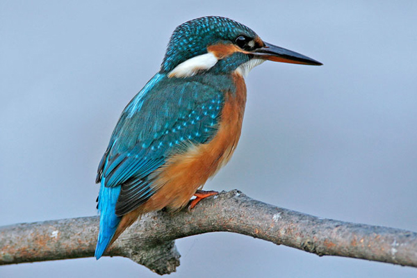 Les oiseaux de nos rivières et ruisseaux